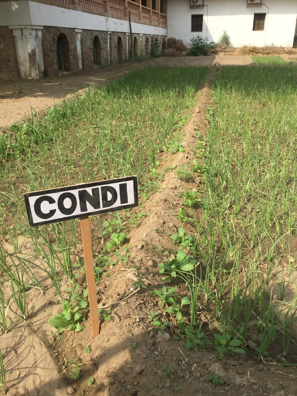 we consume a lot of spring onions each winter 600